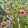 5月は夢を観る