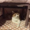 猫写真♯773