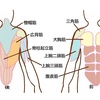 クライミング研究所第33段『胸と背中で引く』大胸筋と広背筋で上腕骨をコントロールする内転と伸展で肘関節の屈曲をカバーして二頭筋の負担を減らします。