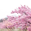 河津桜はそろそろ見納め！ in二ツ池公園 「愛知絶景シリーズ(春)」