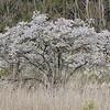 花いっぱい 平和公園 里山