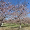 長湯温泉しだれ桜の里