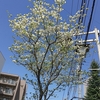 今日は概ね晴れ？早朝１４℃、日中は２５℃夏日だ！