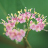 今日の誕生花「ムラサキシキブ」花より紫の実のほうが人気の花！