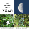 【月相の香り養生】3月下弦の月のアロマ&ハーブ～ジャスミン、ジュニパー、ローズマリー