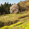 秋山の駒桜[川俣町秋山]