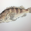魚を描いてみた　～水彩画１９作目～