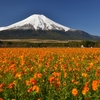 【秋の山梨・山中湖】花の都公園と富士山を楽しむシニア旅におすすめの宿５選