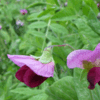 朝の散歩、エンドウ豆の花だろうか、