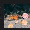 EagleとOneDriveで写真整理（さよならSmugmug）