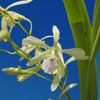 Encyclia profusa