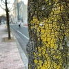 【木の肌コレクション】豊橋にて、黄色の芸術を見つける。