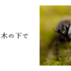 クヌギの木の下で