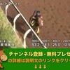 毎日王冠（GII） 【競馬調教】 ディサイファ調教動画　「競馬レース結果ハイライト」2016年≪競馬場の達人,競馬予想≫