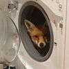 ロンドンにある家の洗濯機に野生のキツネが座っていた、住人もびっくり！ 