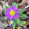 (239) Aster microcephalus var. ovatus cv. Hortensis