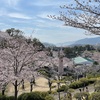 千光寺の桜