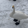 【白鳥台セバット】大沼で白鳥が見られるスポットを紹介【大沼】