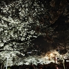 上野夜桜