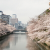 3月末の東京の桜