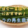 【5年冬越し】ニラの再生栽培♬