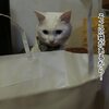 そこに袋があるから