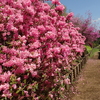 あいかわ公園のお花や昆虫、鳥などの情報4/11