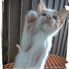 ○○を落とす子猫💧？…一生懸命さがすのだ！