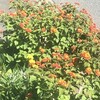 Lantana