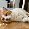 るるちゃん風邪気味？