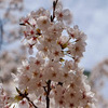  雨は嫌ですね...ということで昨日お昼にとった桜の写真で気を紛らわします。