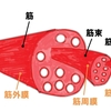   【基礎から学ぶ】骨格筋の構造【解剖生理学】