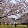 松山総合公園の桜が満開・・花見に・・