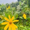 秋分の日🌾雑草