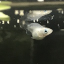 りのパパ　趣味のメダカ日記