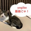 猫とヨギボー｜猫がいるお家でのヨギボー購入は大丈夫？