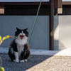 隣市商店街のねこさん