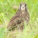 タクの野鳥観察日記