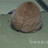 風邪の引き始めを感じる