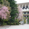 東京桜めぐり🌸明治神宮外苑 霞ヶ丘町『聖徳記念絵画館～国立競技場』