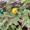 ヒペリカム　トリカラーの花が咲きました！