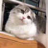 ねこおでんを紹介するにゃ4　ゆきちちゃん編