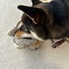 黒柴 🐶 つん