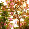夜桜やきとり
