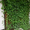 朝顔のグリーンカーテン