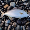 魚の気配が復活か