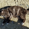 野良猫は・・・