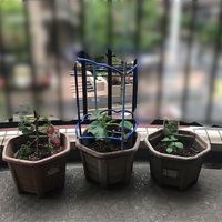 家庭菜園 手作り発泡スチロールプランターの作り方 都立中高一貫校のはてなブログ
