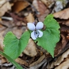 鏡ヶ成　擬宝珠山