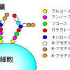 顔のたるみケアに糖鎖のチカラを利用したクリームがスゴイ